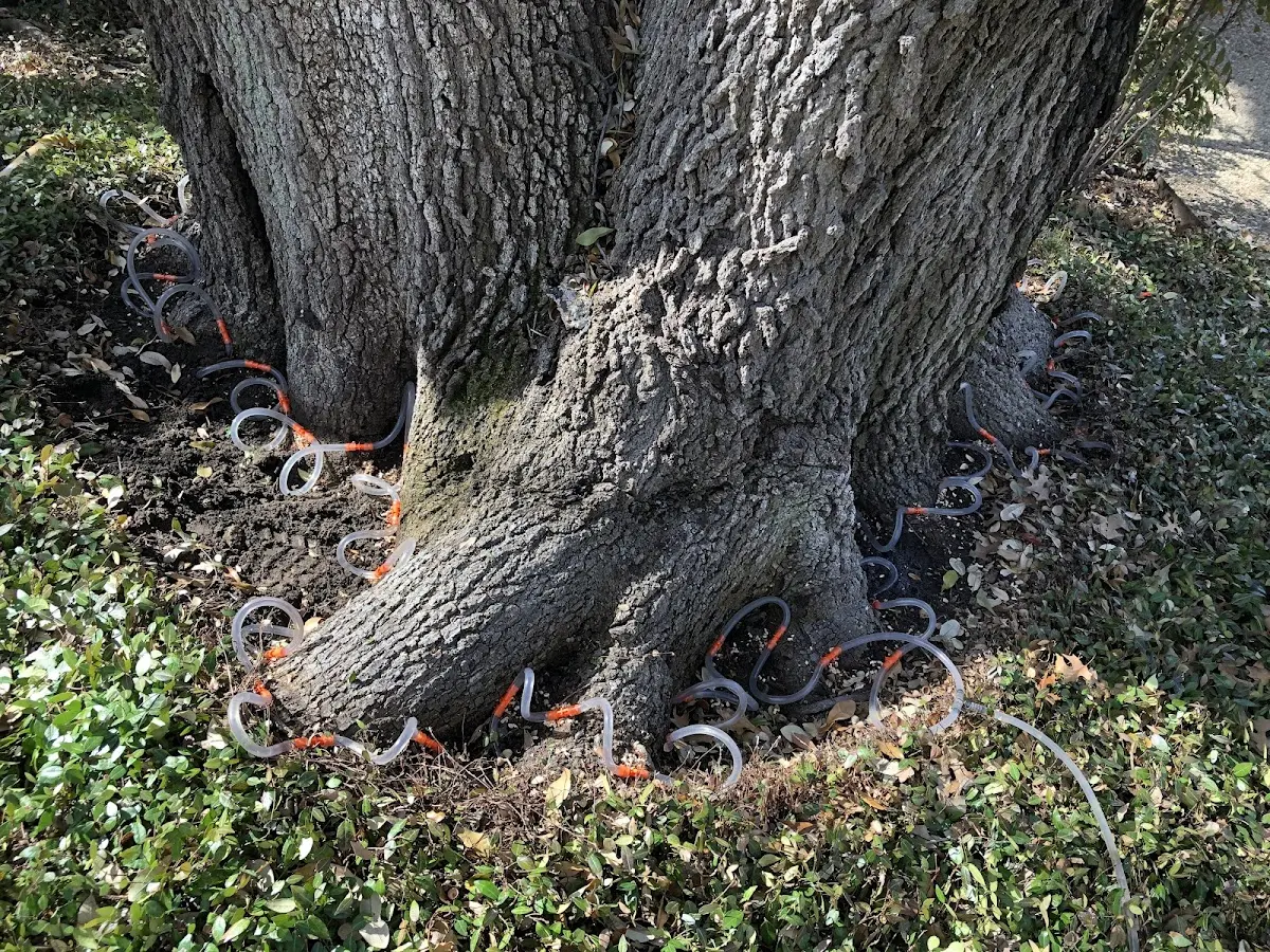 Detailed Tree Cabling and Bracing job site in Garden Grove