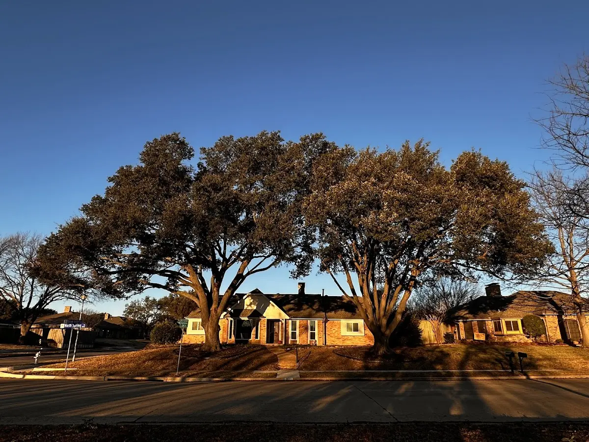 Established residential canopy tree shading a home in Garden Grove